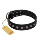 "Silver Flower" Exclusive FDT Artisan Black Leather Great Dane Collar with Silver-Like Studs