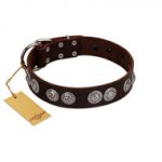 "High and Mighty" FDT Artisan Classy Brown Leather Great Dane Collar with Embellished Brooches