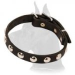 Studded Leather 3/4 inch (19 mm) Wide Great Dane