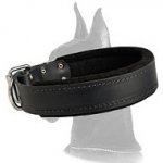 Padded Leather Collar for Great Dane