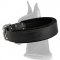 Padded Leather Collar for Great Dane