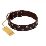 "Blossom Jewel" FDT Artisan Brown Leather Great Dane Collar with Two Rows of Silver-like Studs with Engraved Flowers