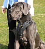 Exclusive Luxury Handcrafted Leather Harness for Great Dane