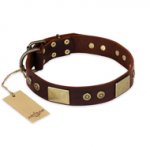 "Shining Armour" FDT Artisan Brown Leather Great Dane Collar with Decorations