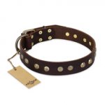 "Bronze Sheen" FDT Artisan Leather Great Dane Collar with Brass-Plated Studs