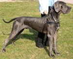 Tracking/Pulling Leather Harness for Great Dane
