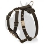 Great Dane Puppy Genuine Leather Dog Harness with Cones for Puppies