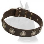 Leather Collar with Silver Conchos for Great Dane