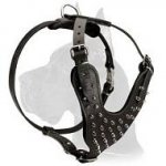 Perfect Spiked Leather Harness for Great Dane