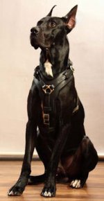 Big Dog Harness for GREAT DANE - Custom Leather Dog Harness