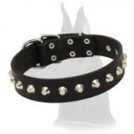 Fashionable Leather Dog Collar with Nickel Spikes for Great Dane