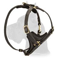 Easy Walk Leather Harness for Great Dane