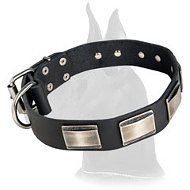 Designer Leather Collar with plates for Great Dane