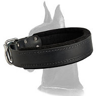 Padded Leather Collar for Great Dane