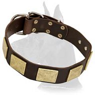 Leather Collar with gold-like plates for Great Dane