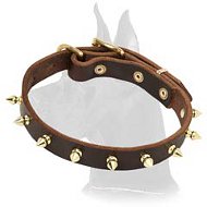 Leather Collar with brass spikes for Great Dane
