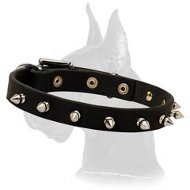 Leather Collar with hand-set spikes for Great Dane