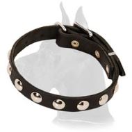 Studded Leather 3/4 inch (19 mm) Wide Great Dane