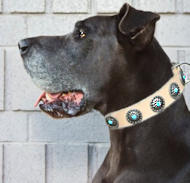 Great Dane Leather Dog Collar &Silver Plated Circles Blue Stones