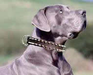 best collar for great dane