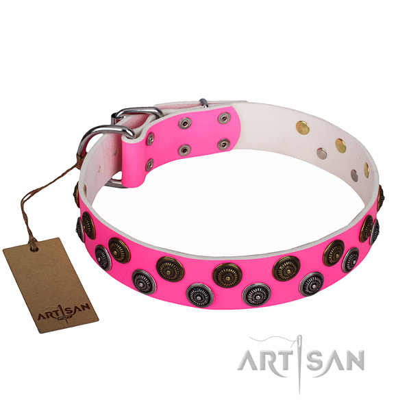 Significant full grain leather dog collar for everyday walking