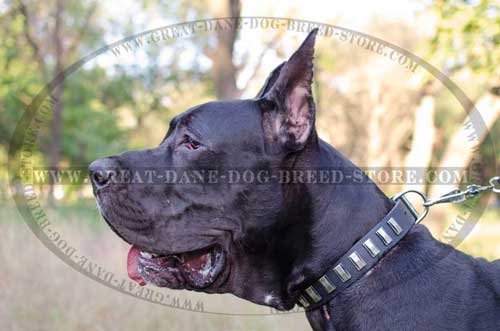 Great Dane Breed Leather Collar with plates
