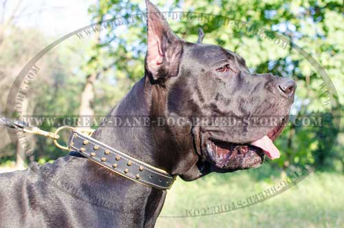 Great-Dane-Breed-Leather-Collar-Extra-Comfortable