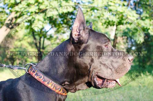 Superb Leather Collar for Great Dane Breed