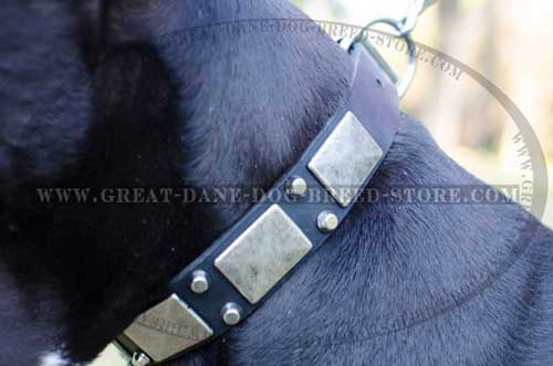 High-quality Great Dane Leather Collar