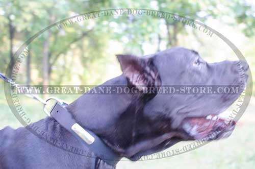 Excellent Great Dane Leather Dog Collar with id tag