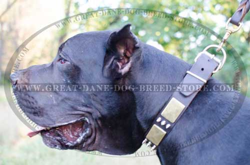 Magnificent Great Dane Leather Dog Collar