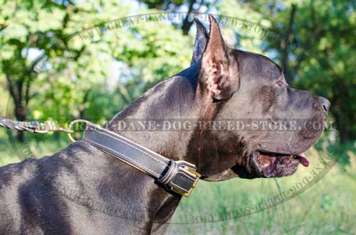 Great Dane Leather Canine Collar with padding