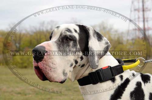 Wet resistant Great Dane Nylon Dog Collar
