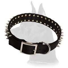 Great Dane Nylon Dog Collar with shiny decoration