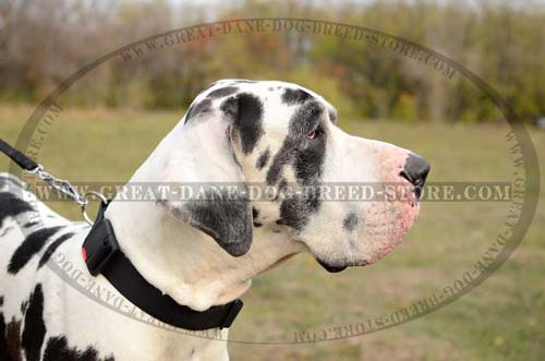 Great Dane wearing Nylon Dog Collar
