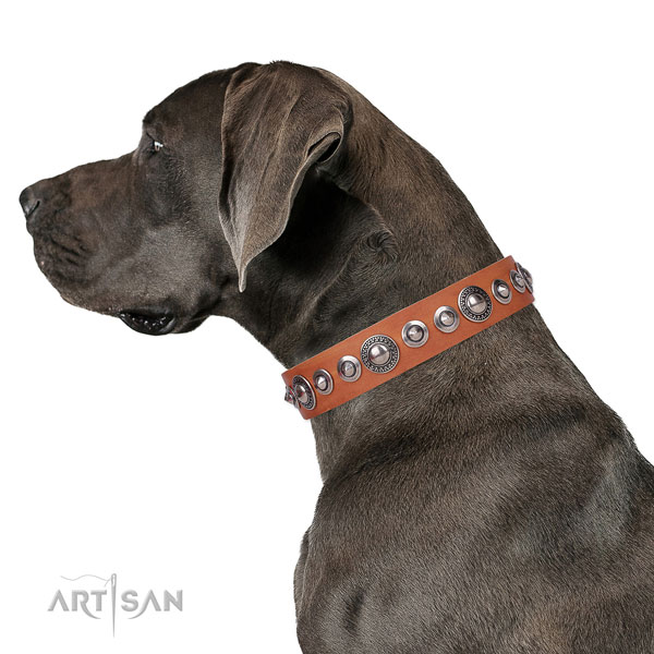 Inimitable decorated leather dog collar for daily walking