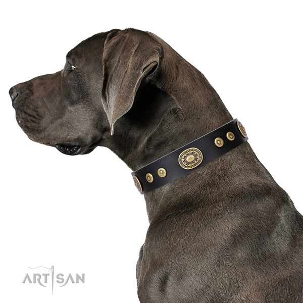 Inimitable studded genuine leather dog collar for daily walking