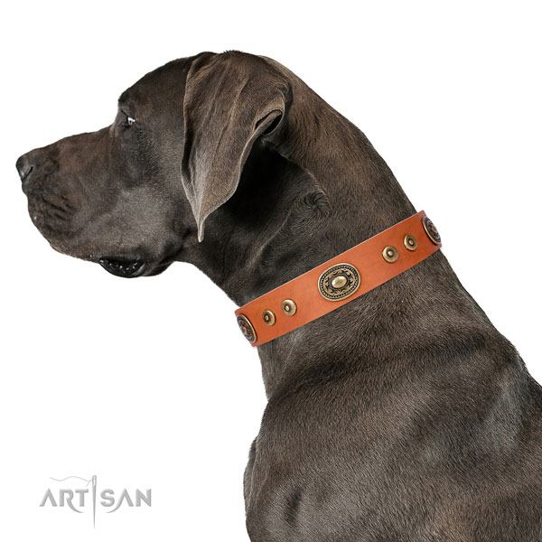 Amazing adorned leather dog collar for stylish walking