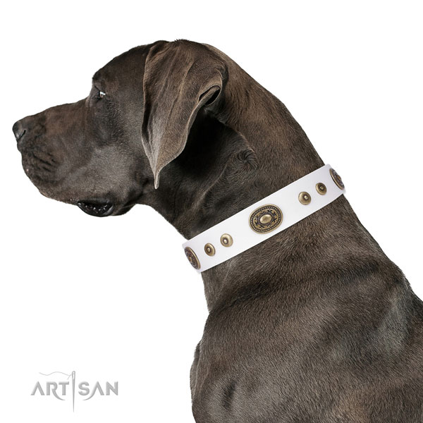 Trendy decorated leather dog collar for walking