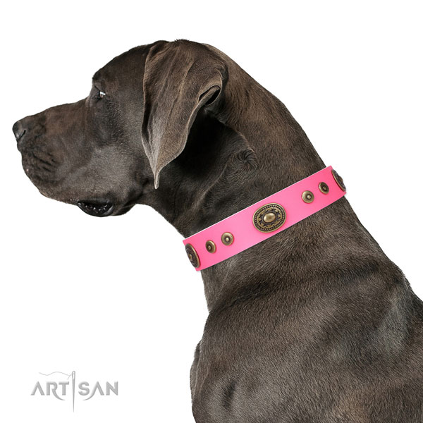 Top notch decorated leather dog collar for daily walking