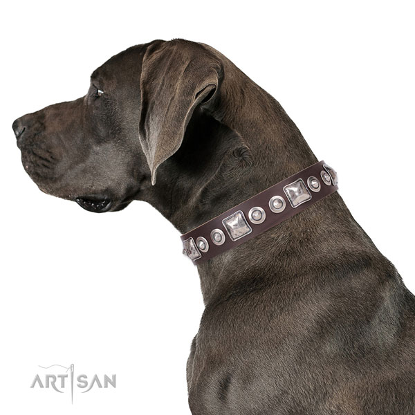 Unusual studded genuine leather dog collar for basic training