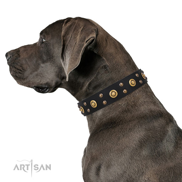 Stylish walking dog collar with extraordinary adornments