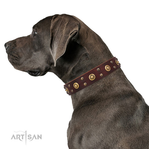 Stylish walking dog collar with top notch adornments