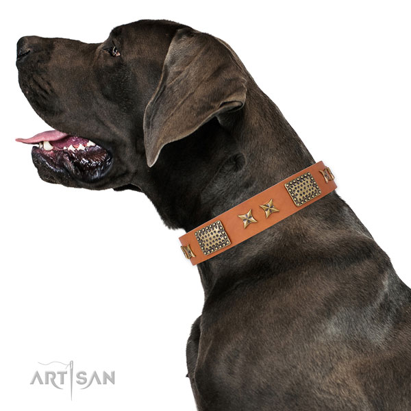 Comfortable wearing dog collar with amazing studs