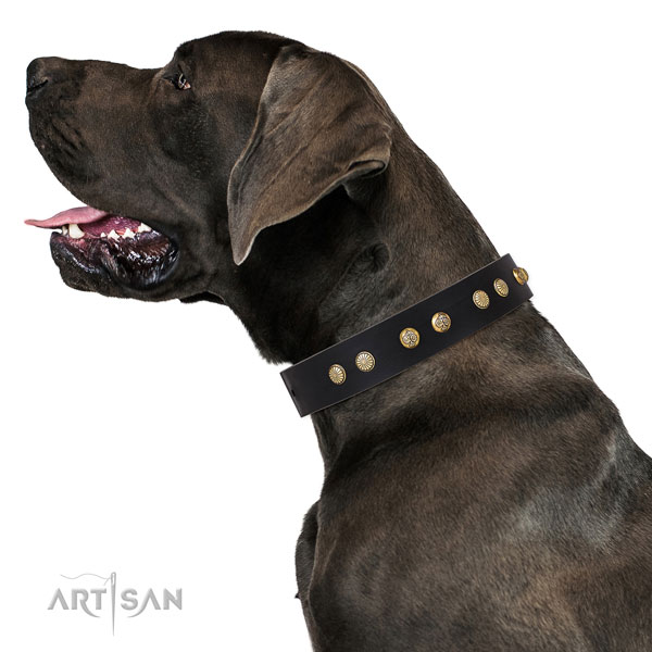 Unusual decorations on everyday use leather dog collar