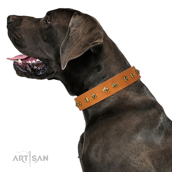 Extraordinary adornments on everyday walking dog collar