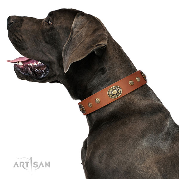 Awesome studs on fancy walking dog collar