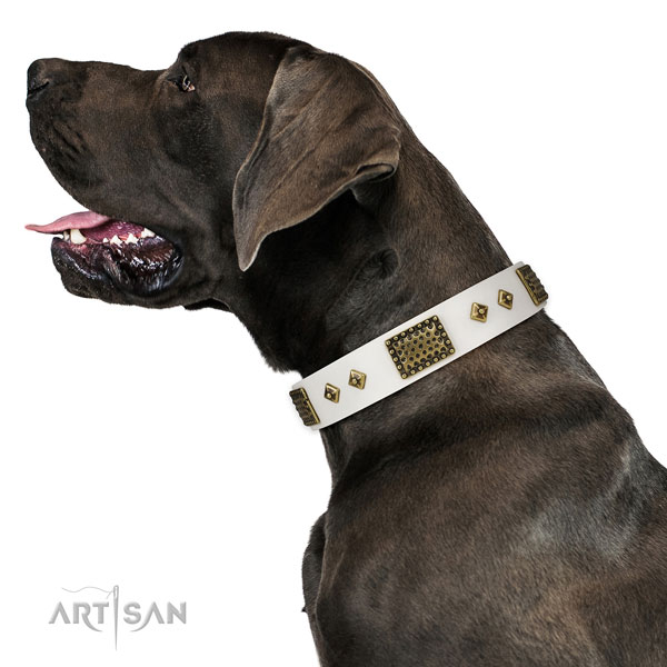 Daily use dog collar of leather with significant adornments