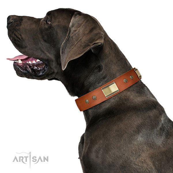 Daily walking dog collar of natural leather with trendy studs