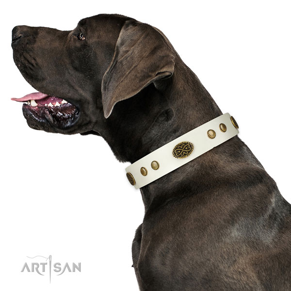 Corrosion resistant hardware on full grain leather dog collar for fancy walking